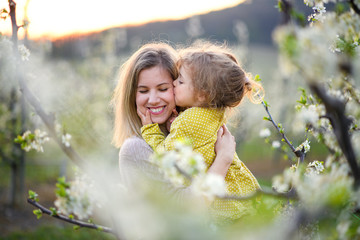 Mother with small daughter standing outdoors in orchard in spring, kissing.