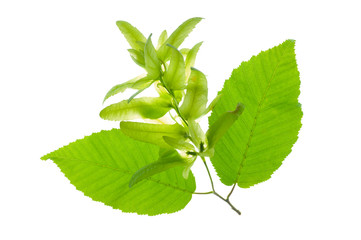 leaf of hornbeam tree with pollen isolated over white background