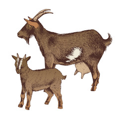 Hand drawn goat with goatling. Farm animals familie.