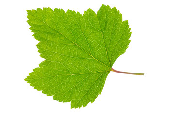 Fototapeta premium single leaf of currant bush isolated over white background