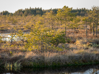 Swamp overgrown with trees and reeds, swamp lake at sunset, swamp vegetation in the foreground