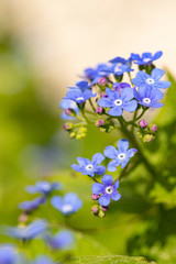 blaues vergissmeinnicht drau&szlig;en im gr&uuml;nen Fr&uuml;hling in der Sonne im Beet