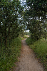 Fototapeta na wymiar Dirt trail that crosses an oak forest