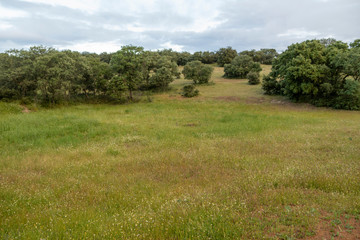 Fototapeta premium Green meadow at sunrise. Green hues