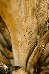 ORGANIC TREE TEXTURE TAN COLOR