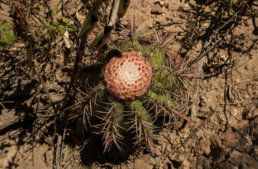  CACTUS FLOWER IN CATIMBAU VALLEY NATIONAL PARK