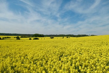 Yellow rape field for oil and fuel for cars