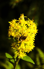 bee on yellow solidago flower