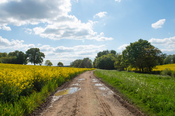 Looking along a track towards the sun on a summer day with fields of yellow rape seed and wild flowers on either side