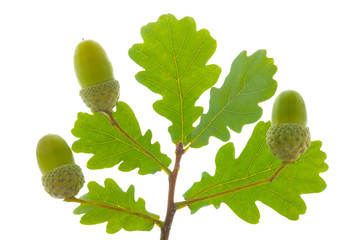 single twig with leaves of oak tree and nuts isolated over white background