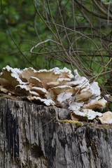 common Giant polypore