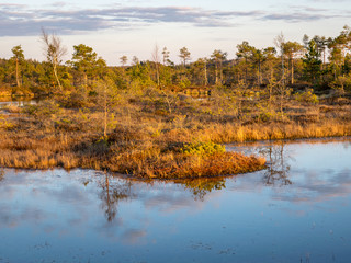 Colorful evening and sunset over the bog lake, crystal clear lake and bog in the evening, reflections on the water. Pine in the background.