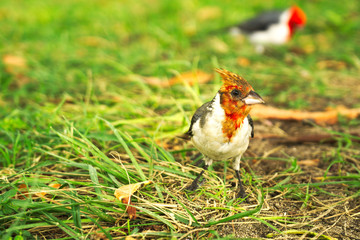 Exotischer Vogel 