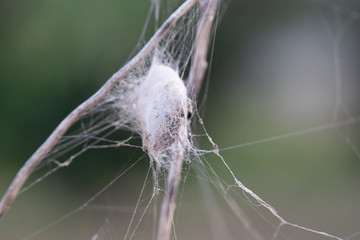 Macro shot of an spider web. wraps up an insect in webbing. spider web cocoon