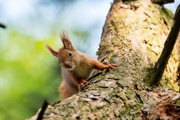 Red squirrel

