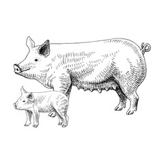Hand drawn pig and piglet © Marina Gorskaya
