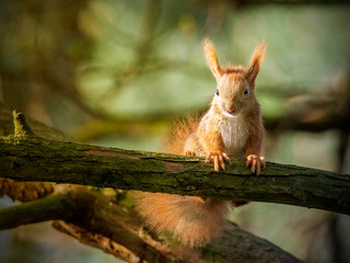 Red squirrel
