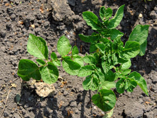 Potatoes growing in the garden. Homegrown potatoes.