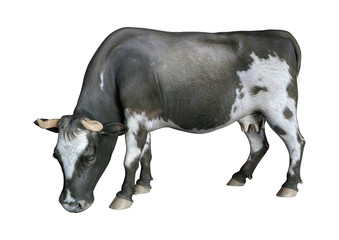 3D Rendering Cow on White