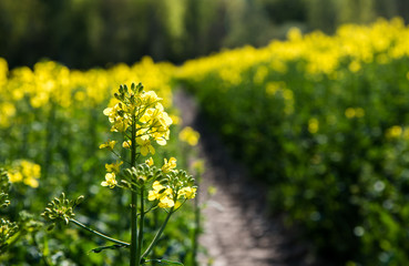 Rapsfeld in voller Blüte
