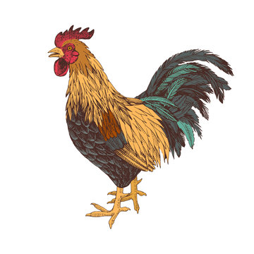 Hand drawn rooster.