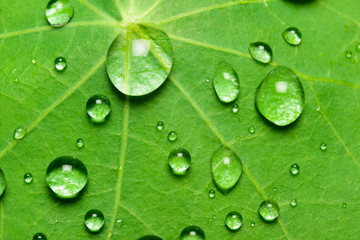 lotus effect with pearling water drops on surface
