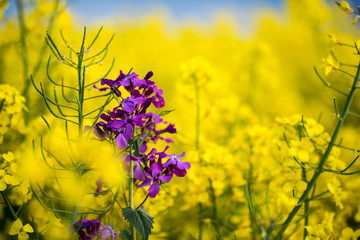 Rapsfeld in voller Blüte