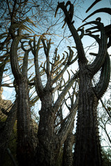 INCREDIBLE CACTUS ON VALLEY OF THE CATIMBAU 