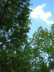 Obraz premium Green trees and the blue sky