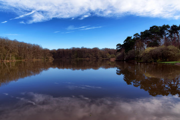 Fototapeta na wymiar Etang d 'or pond in the Rambouillet forest