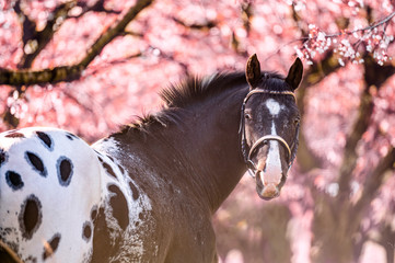 Stunning horse spotted stallion in blossoming trees on spring season.