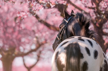 Stunning horse spotted stallion in blossoming trees on spring season.