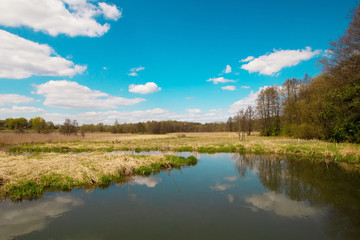 Obraz premium Summer sunny weather scenery view: blue sky, white clouds, green trees and mirror lake pond swamp