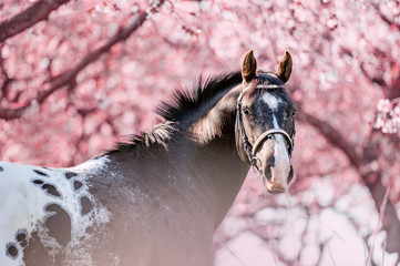 Stunning horse spotted stallion in blossoming trees on spring season.