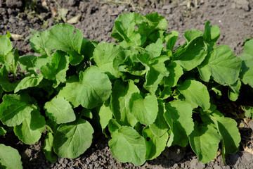 Radish in the home garden. Homegrown vegetables.