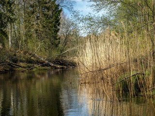 landscape with a small wild river bank, the first spring greenery, last year's reeds, tree...