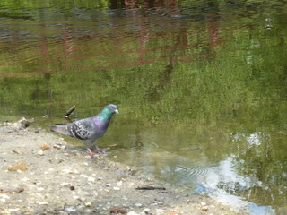 Sky and tree reflections in the water