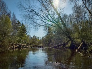 landscape with a small wild river bank, the first spring greenery, last year's reeds, tree...