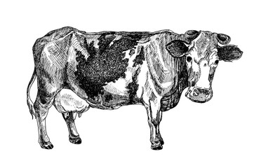 black and white cow vector illustrator