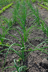 A row of onions grown in the home garden. Homegrown greens.