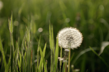 
dandelion pustule on the green meadow in sunshine