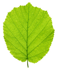 single leaf of hazelnut tree isolated over white background