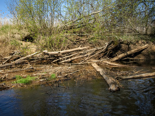 landscape with a small wild river bank, fallen tree trunks crossing the river, first spring greenery, view from a fishing boat