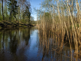 landscape with a small wild river bank, the first spring greenery, last year's reeds, tree reflections in the water