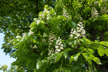 Kwitnące kasztanowce  (Castanea Mill. )  w pierwszych dniach maja
kasztan