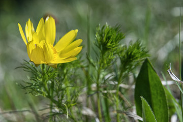 W maju na suchych murawachzakwita Miłek wiosenny (Adonis vernalis L.) – gatunek rośliny...