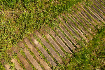 Old yellow brown wooden plank path way and green grass breaking trough the planks