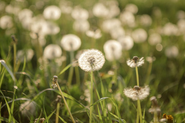 
dandelion pustule on the green meadow in sunshine