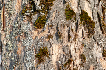 bark of tree as background with copy space