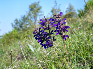 Szałwia lekarska (Salvia officinalis L.) jedna z najstarszych roślin leczniczych © JDziedzic